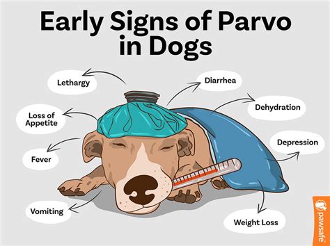 parvo meaning in tagalog|About Parvovirus (English/Tagalog Version) .